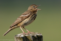 117 Baumpieper - Anthus trivialis